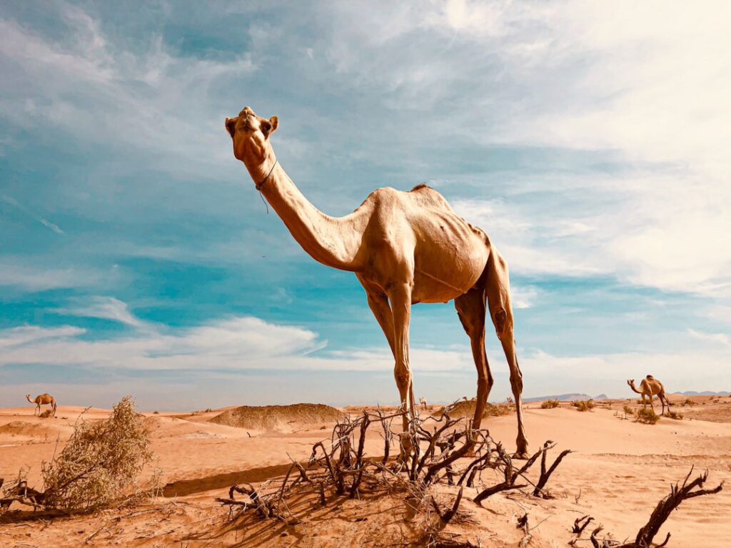 De prijs van Camel Geel en hoe deze zich ontwikkelt